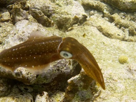 IMG 4169 Caribbean Reef Squid
